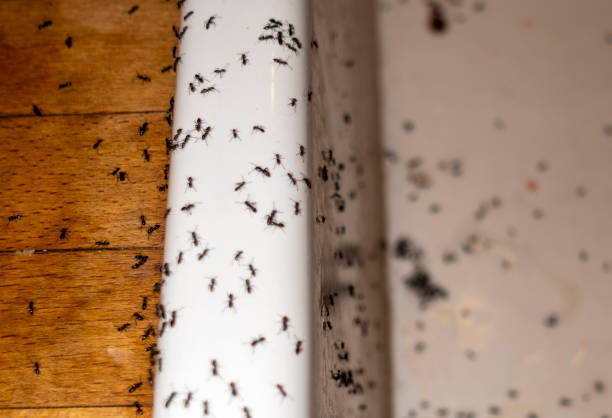 Best Mosquito Control Services  in New London, OH