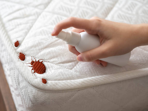 Best Ant Control Services  in New London, OH